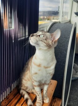 Bengálská kočka s PP - 2