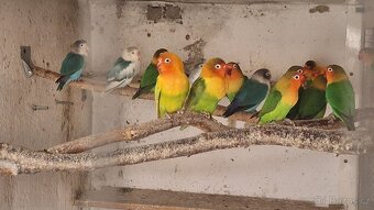 Chovné hejno agapornis Fišerův - 2