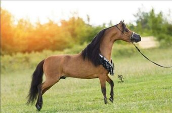 Připouštění hřebcem AMHA - 2