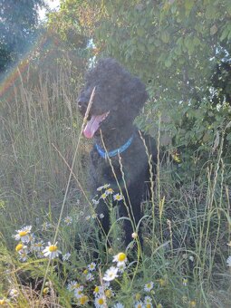 pro křížení psů pro získání potomstva - 2