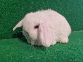 Zakrslý beránek s rodokmenem - 2