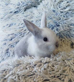 Zakrslý krátkouchý - 2