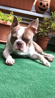 Krytí boston terrier colored (champagne) - 2