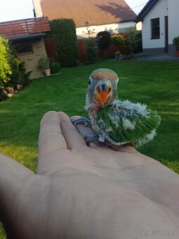 Malý paposek - 2