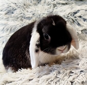 Minilop - anglický zakrslý beránek - Max - 2