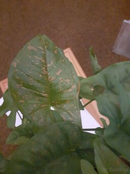 Syngonium - 2