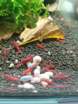 Krevetky neocaridina bloody mary - 2
