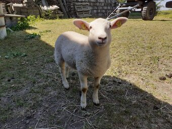 Texel - 2
