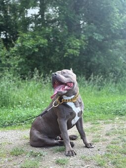 American Bully XL - ke krytí - 2