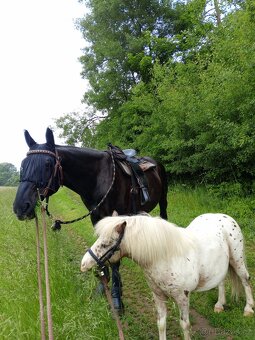 Prodám pony valach - 2