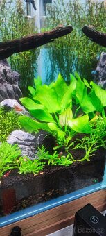 Akvarijní rostlina - 2