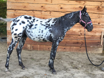 Appaloosa - klisna černý leopard - 2