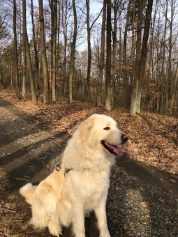 Slovenský čuvač - 2