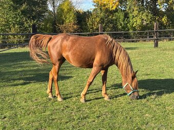 Prodám klisnu, březí po hřebci Mineral - 2