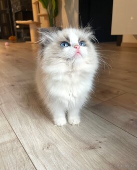 🤍 kočička Ragdoll s PP – Seal Bicolor 🤍 - 2