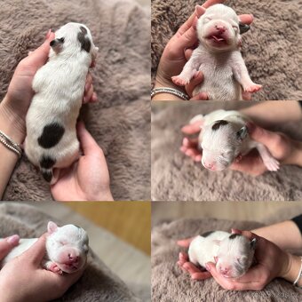 Americký stafordšírský teriér s PP - 2