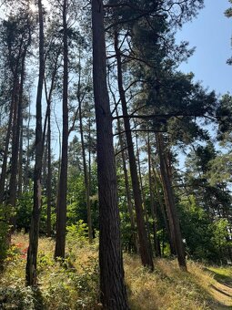 Prodej lesních pozemků v k.ú. Volenice - 2