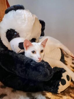 Poslední kocourek - 2