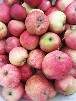 Domácí pálenka 56% z jablek. - 2