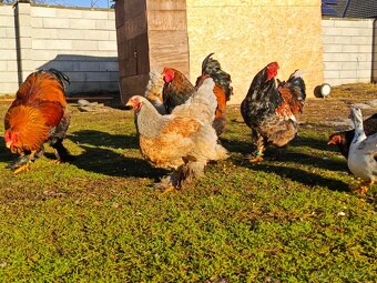 Brahmanka velká - 2