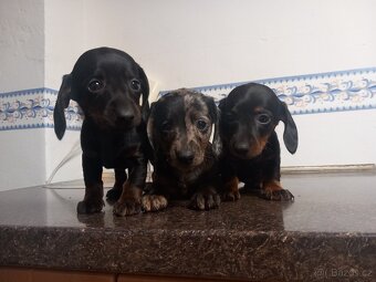 Jezevčík trpasličí - 2