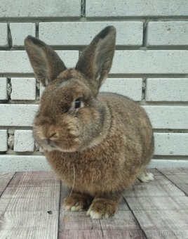 Vídeňský šedý - 2