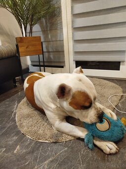 Americký Stafordšírský teriér - 2