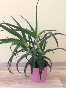 Aloe Vera - pokojová rostlina - 2