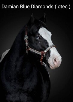 Appaloosa přiouštění klisen - 2
