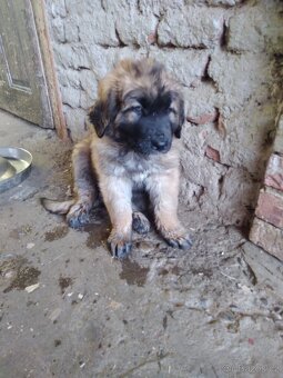 Leonberger, 2 fenky k odberu - 2