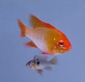 Mikrogeophagus ramirezi - 2