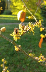 Vilín viržínský - Hamamelis virginiana 20 semen 50 Kč - 2