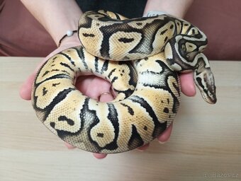 Python regius - 2