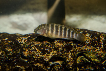 Erethmodus marksmithi Kigoma - 2