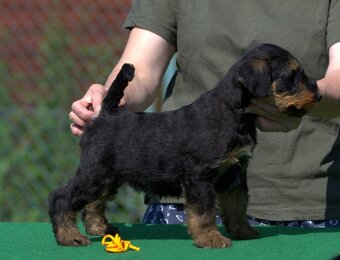 Erdelteriér- Airedale terrier, štěně fenka - 2