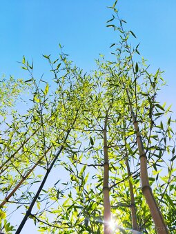 Bambus Phyllostachys bisseti nebo Phyllostachys aureosulcat - 2
