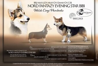 Welsh Corgi Pembroke - 2