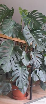 Monstera - 2