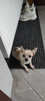 Čivava štěňata s PP - 2