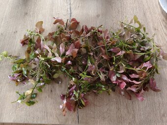 Rostlinky akvarium 200,- - 2