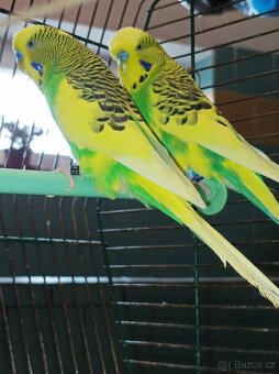 Andulka vlnkovaná - 2