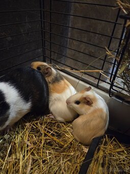 Prodám dvě morčata - 2