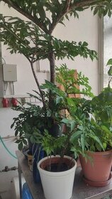 Zmijovec (Amorphophallus) - 2