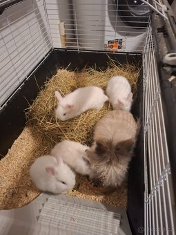 Zakrslý králík - 2