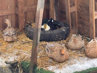 Indický běžec - 2