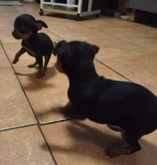 Pražský krysařik - 2