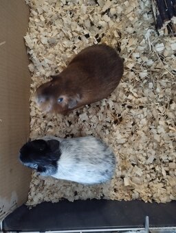 Morčata s klecí - 2