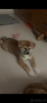 Štěňátka Akita Inu - 2