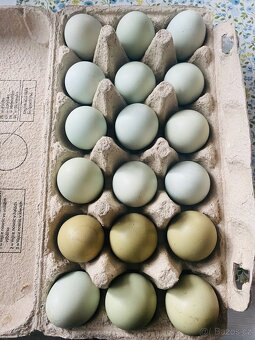 Vajíčka násadová ( NV) - 2