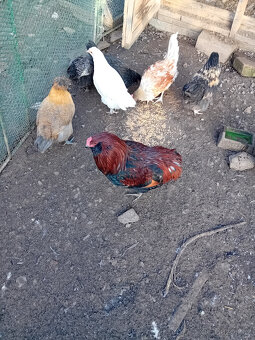 Kohout plemene araukana - 2